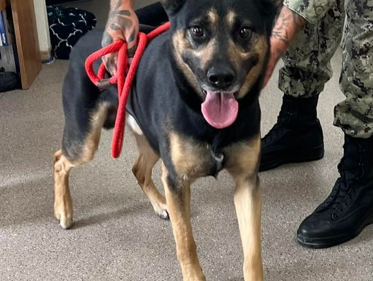Pets of the Week