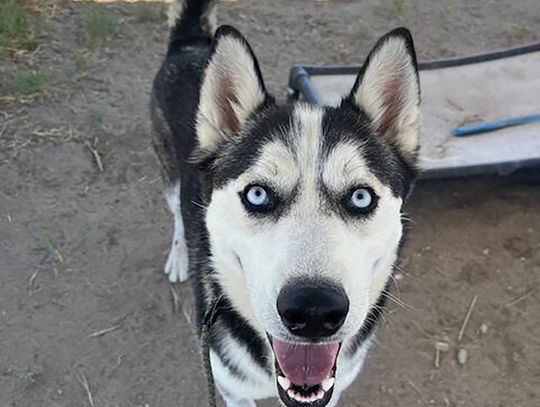 Pets of the Week