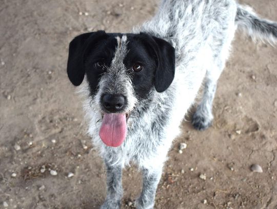 Pets of the Week