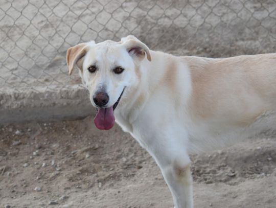 Pets of the Week