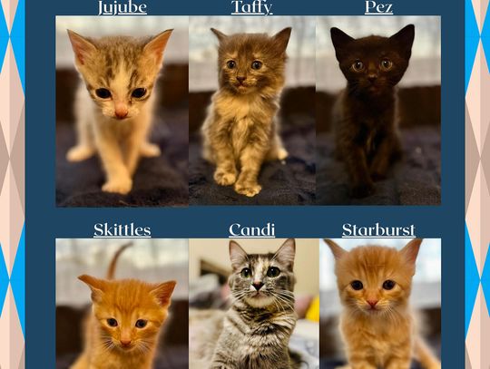 Pets of the Week