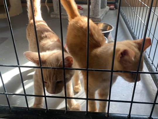 Pets of the Week