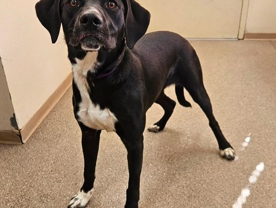 Pets of the Week