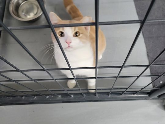 Pets of the Week