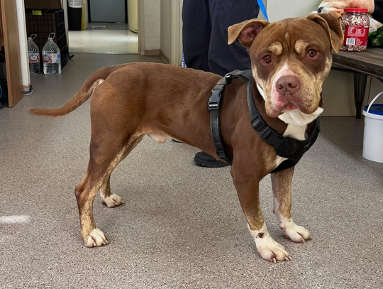 Pets of the Week Pets of the Week