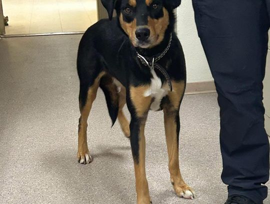 Pets of the Week Pets of the Week