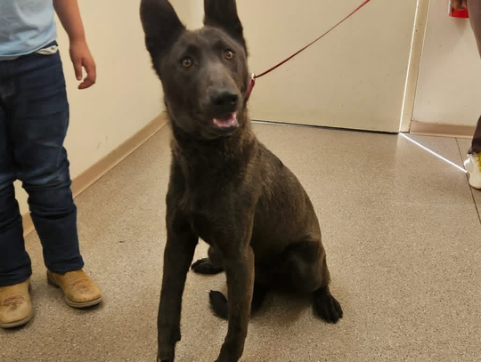 Pets of the Week Pets of the Week