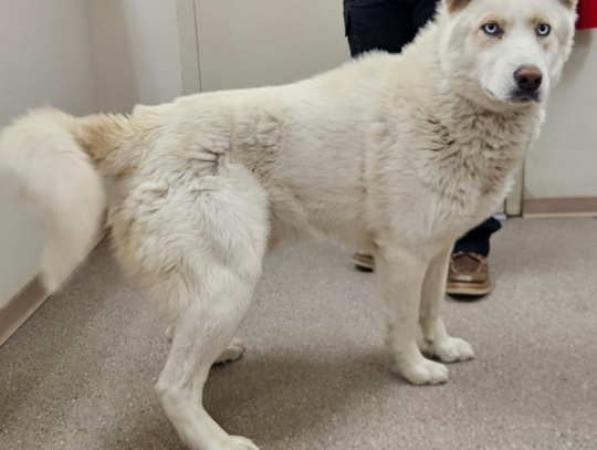 Pets of the Week