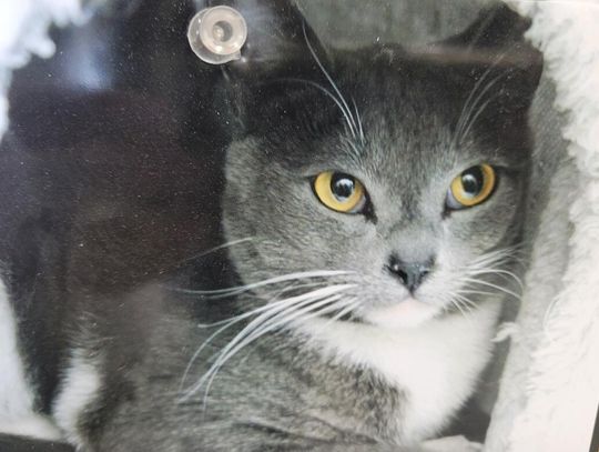 Pets of the Week