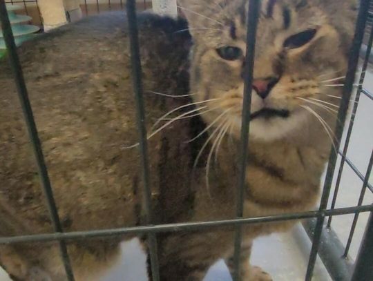 Pets of the Week