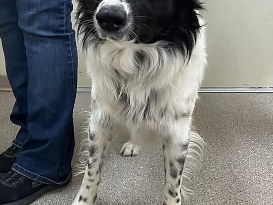 Pets of the Week