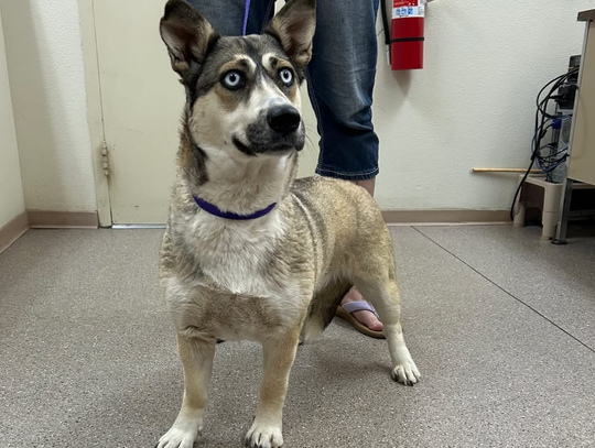 Pets of the Week