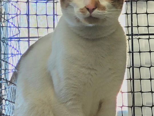 Pets of the Week