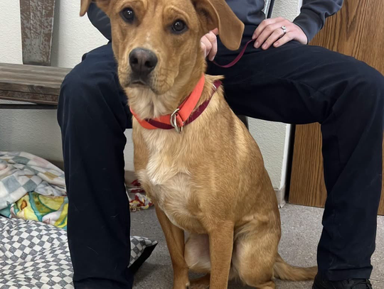 Pets of the Week
