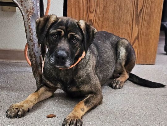 Pets of the Week