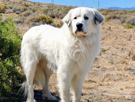 Pets of the Week