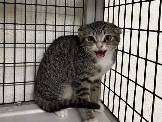 Pets of the Week
