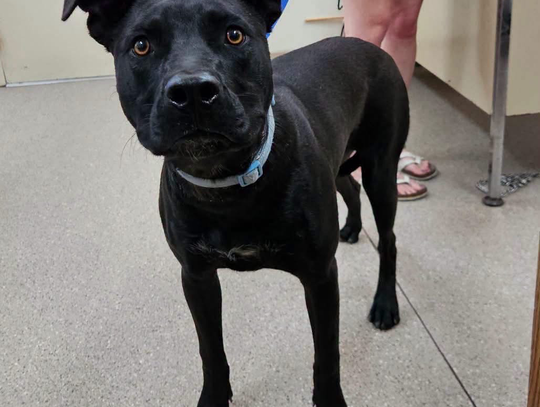 Pets of the Week