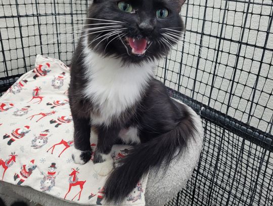 Pets of the Week