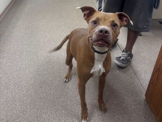 Pets of the Week