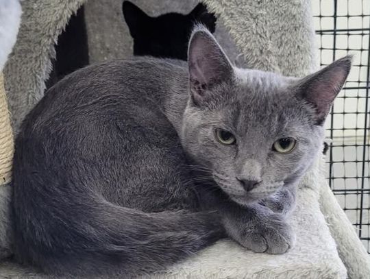 Pets of the Week