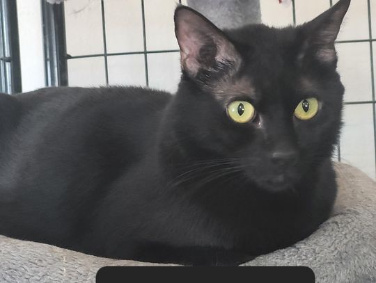 Pets of the Week