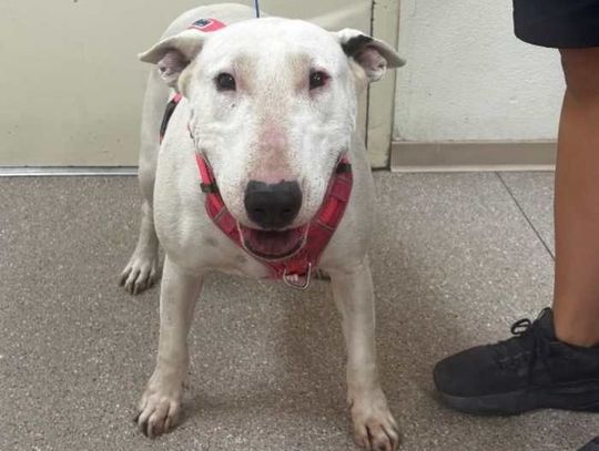 Pets of the Week