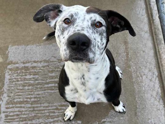 Pets of the Week