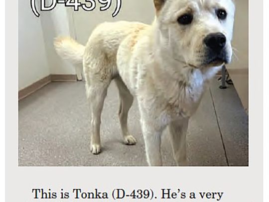 Pound Puppy - Pet of the Week, Tonka