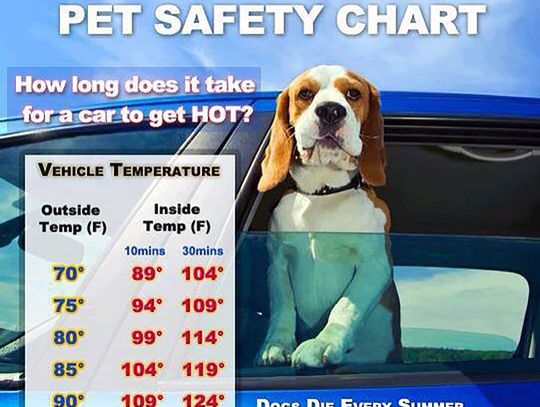 Remember to Protect Your Pets in the Heat