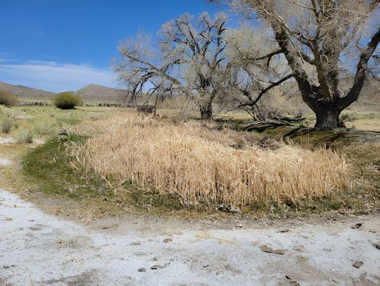Rhyolite Ridge Lithium Project Moves Forward Amid Environmental Concern