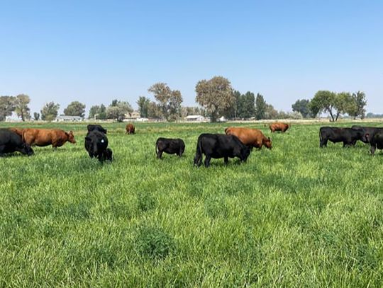 Rolling Horse Ranch - Making Hay While the Sun Shines