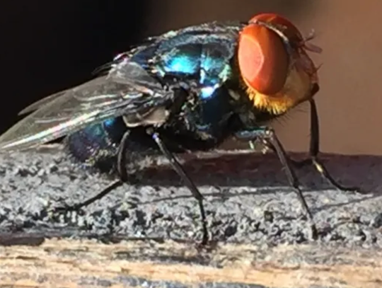 Screwworm Threat Prompts Warning for Local Animal Owners