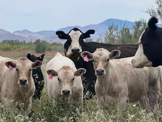 SP Broken Arrow Ranch Brings Local Beef to the Table
