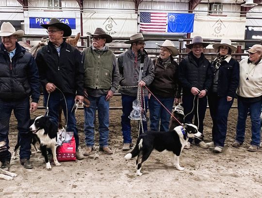 Stock Dogs, Handlers Shine at Trials
