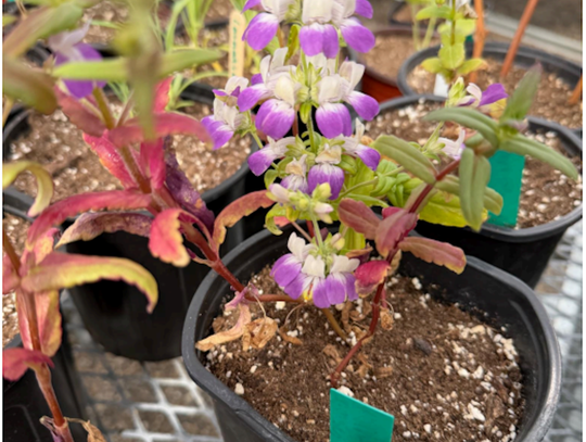 Story and photo by Isabel Linares