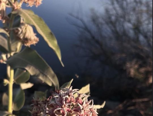 The difference between a weed and a flower is a judgment