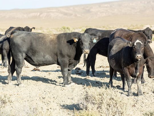 The Great Basin Bull Sale: A Legacy of Ranching in Northern Nevada