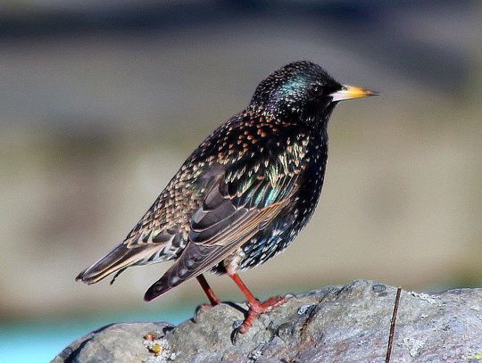 The Great Cannon Debate: Starlings, Noise Pollution, and the Bottom Line