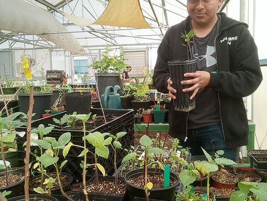 The Greenwave Plant Corner The Greenwave Plant Corner