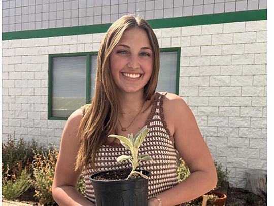The Greenwave Plant Corner Lamb’s Ear: Perfect for Nevada The Greenwave Plant Corner Lamb’s Ear: Perfect for Nevada