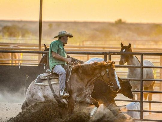 The Life of a Cow Horse