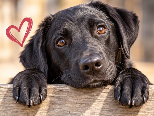 Things I Didn’t Know: The Dogs We Overlook