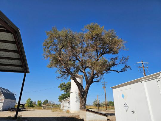 Tree Crimes and How to Avoid Them