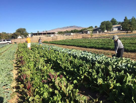 UNR’s Farm Apprenticeship Program to Boost Local Food System