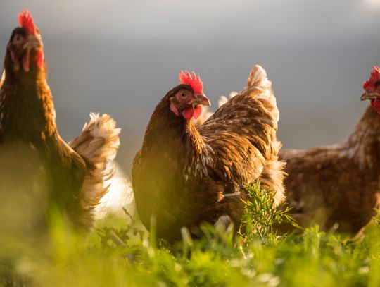 Update: Nevada Steps Up Efforts  to Prevent Spread of Avian Flu