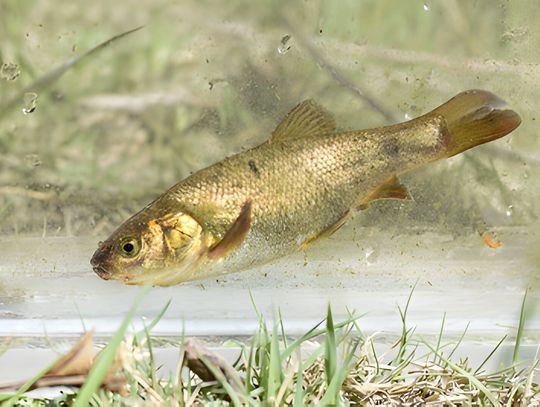 Water and Wildlife Battle in Esmeralda County Leads to Uncertain Future for Farms and Ranches