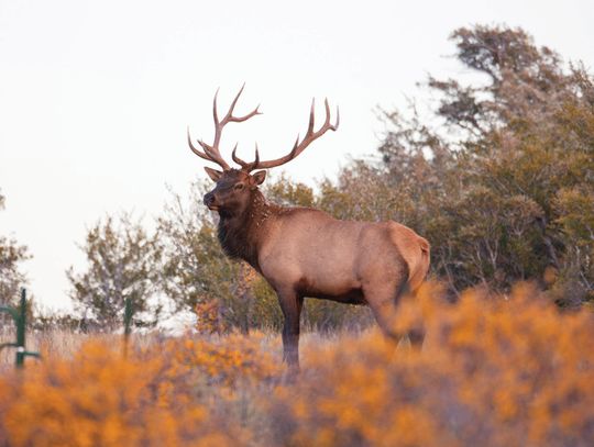 Why are some of Nevada’s elk dying each spring? Researchers seek answers