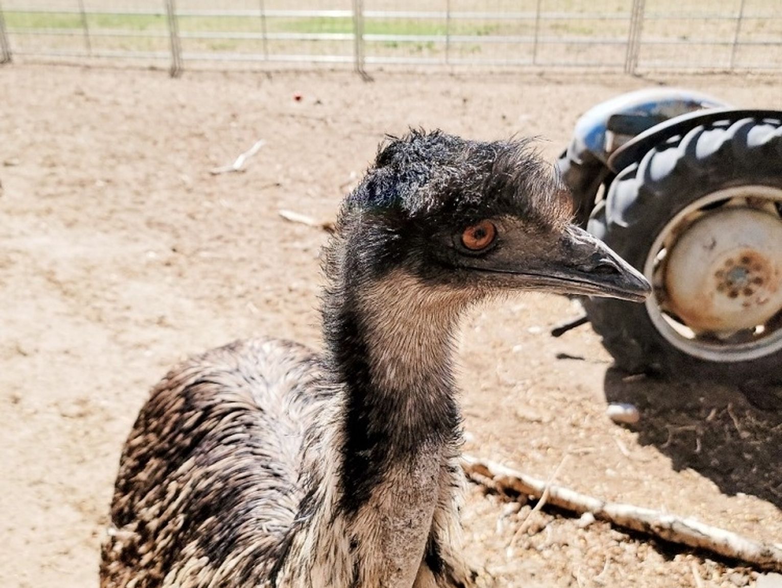 A Funny Farm In Fallon