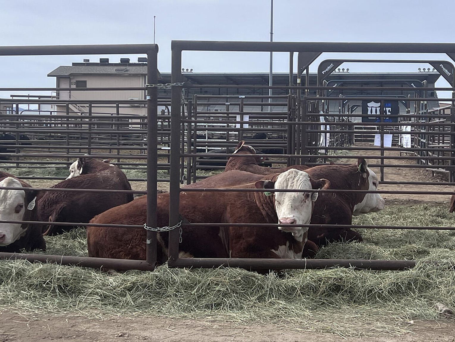 Bulls Sale Week Brings Buyers, Cowboys, and Concert to Fallon